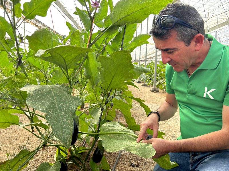 Julián Giner, director técnico de Koppert en Almería.