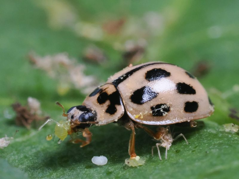Propylea quatuordecimpunctata adult 6 - WS