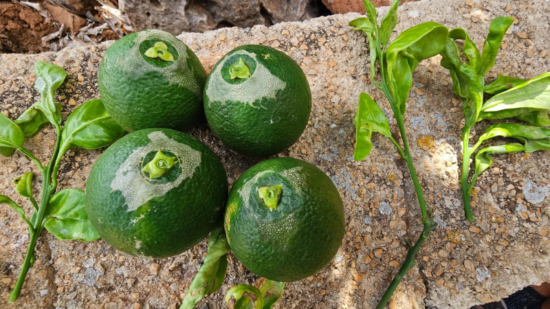 Trips Sudáfrica recurso