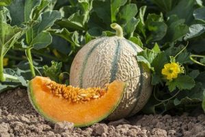 melon-and-watermelon