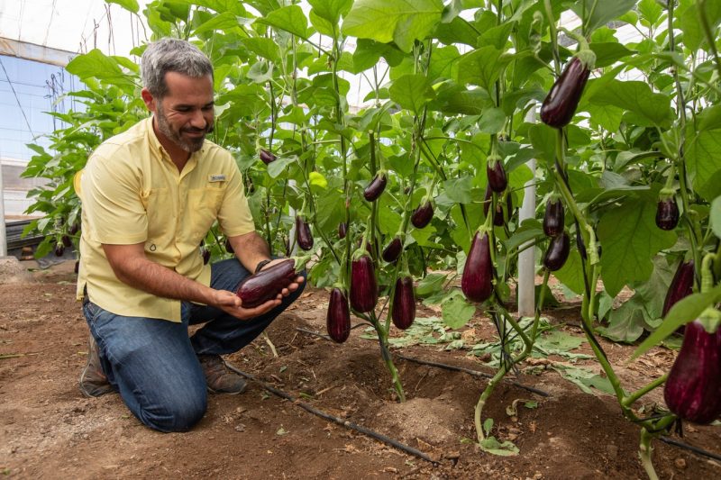 portainjerto berenjena Semillas Fito
