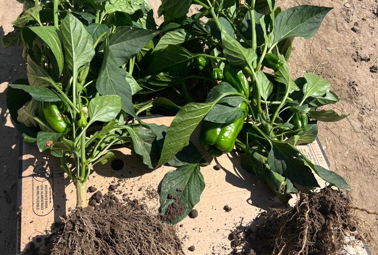 AGRICULTURA-REGENERATIVA