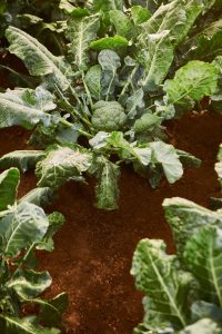 C14045_CRICKET_PUEBLA_0045