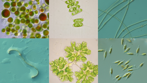 algaenergy-microalgas