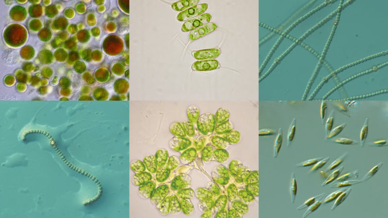 algaenergy-microalgas