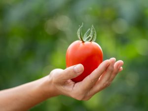 Tomate Pera BASF Nunhems
