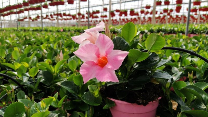 importación-de-flor-y-planta-viva