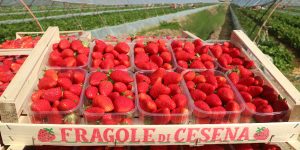 STRAWBERRY-CAMPAIGN