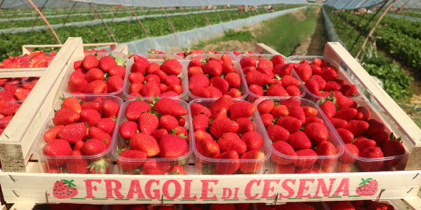 STRAWBERRY-CAMPAIGN