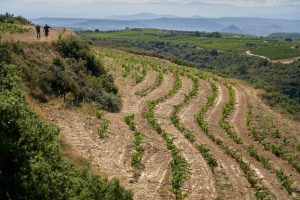 REGENERATIVE-AGRICULTURE