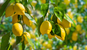 south-african-citrus