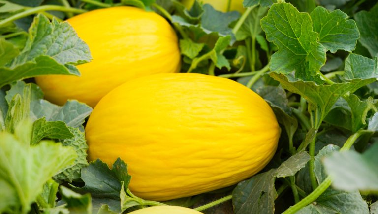 hawai-f1-ramiro-arnedo