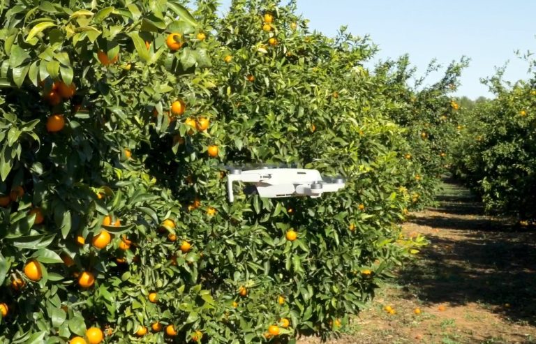 mandarina-orri-ilegal