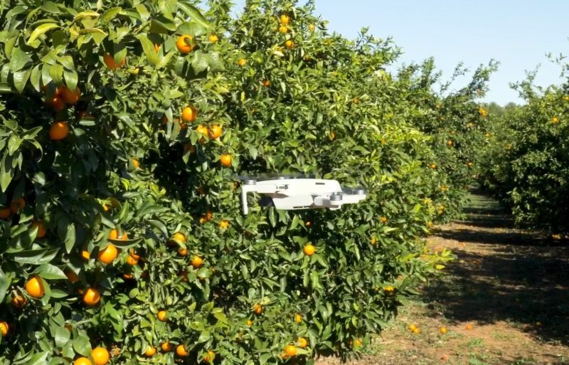 mandarina-orri-ilegal