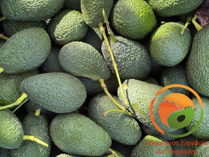 Aguacate-español