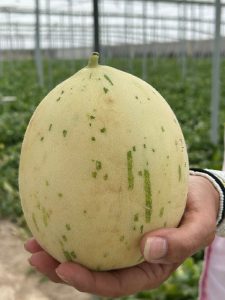 BASF Nunhems BEFE 2025 Dino Crispy