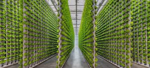 vertical-farming