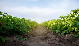 plant-protection-products