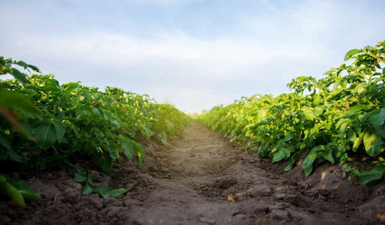 plant-protection-products