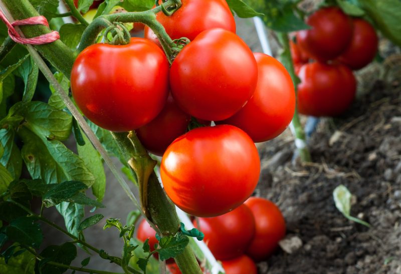 bayer-tomatoes