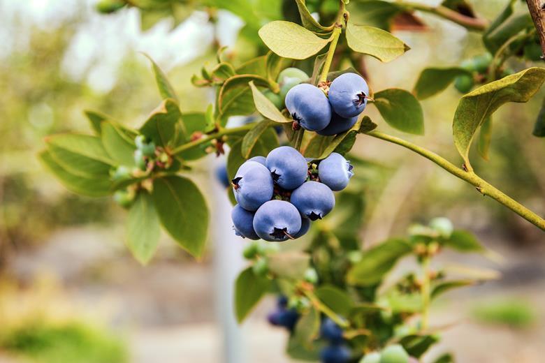 berryworld