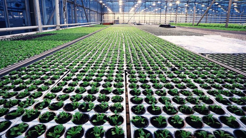 material-de-reproducción-vegetal