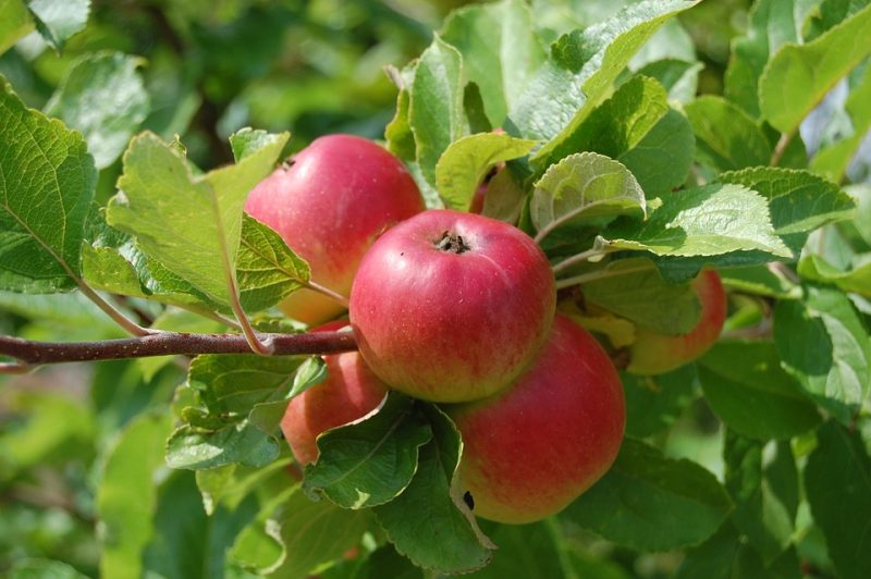 SOUTH-AFRICA-APPLE