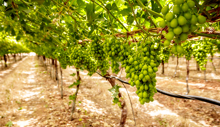 table-grape-INDUSTRY