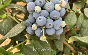 blueberries