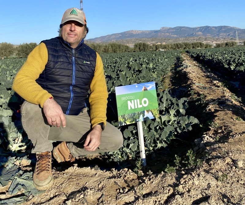 NILO-TOP-SEEDS
