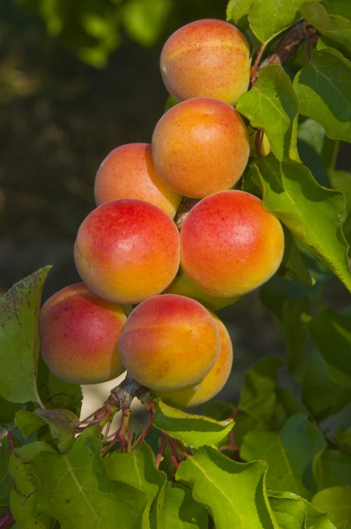 FRUTA-DE-HUESO-MURCIA