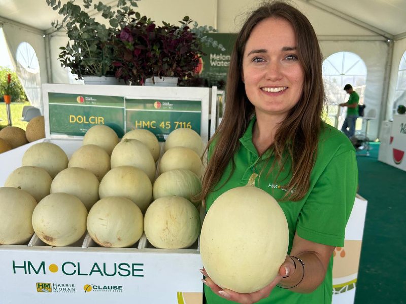 HMCLAUSE melón liscio_kinga Pregowska