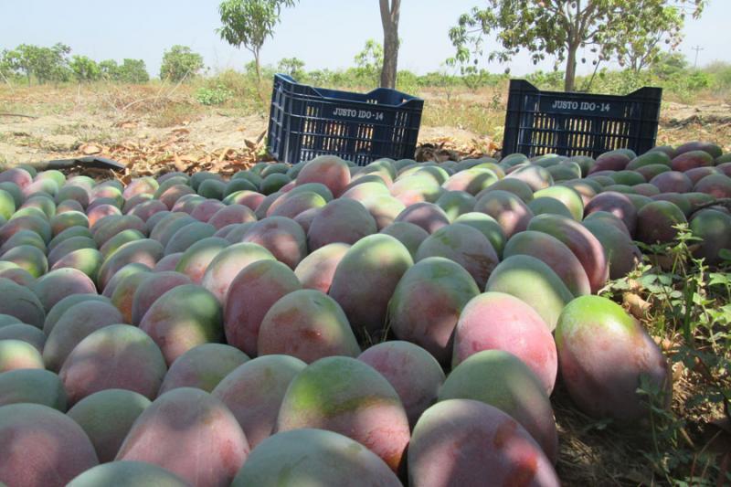 PERU-MANGO