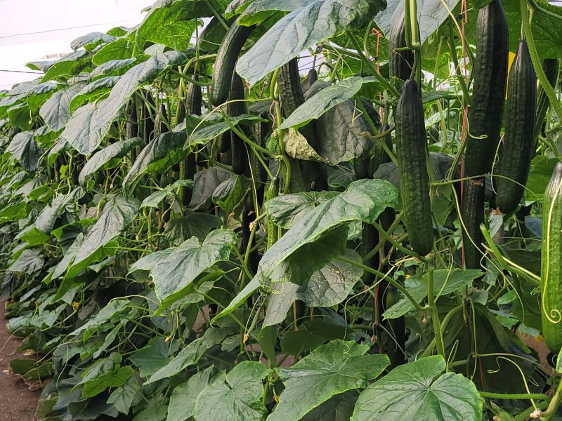 Pepino basf nunhems 2