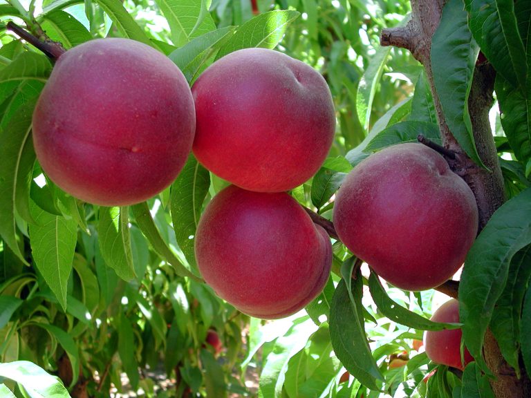 FRUTA-DE-HUESO-CATALUÑA