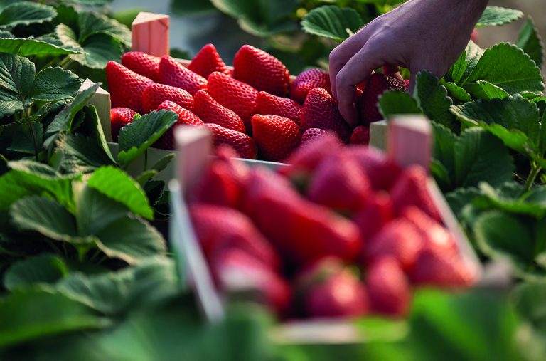 freshuelva-berries