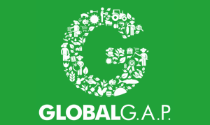 globalg.a.p.
