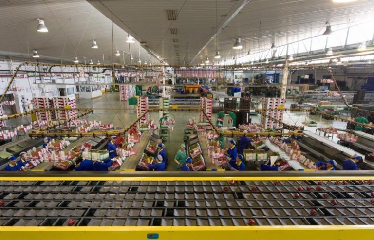 exportación-hortofrutícola