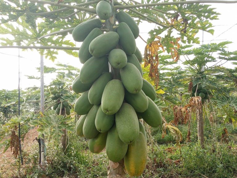 PAPAYA-AMIRA