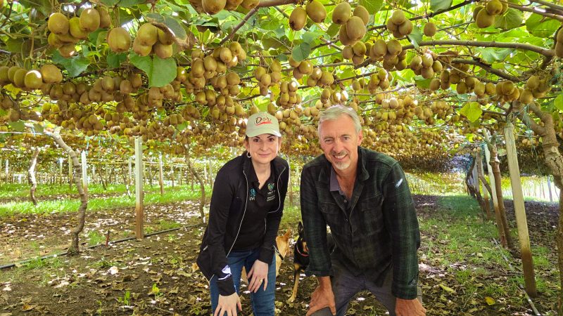 kiwi-amarillo