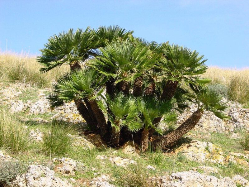 PALMERA-ALMERÍA