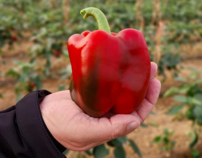 SEMILLAS-FITÓ-PIMIENTO
