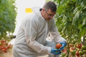 Carlos Herrerias, Product Manager Tomate WEU de Enza Zaden