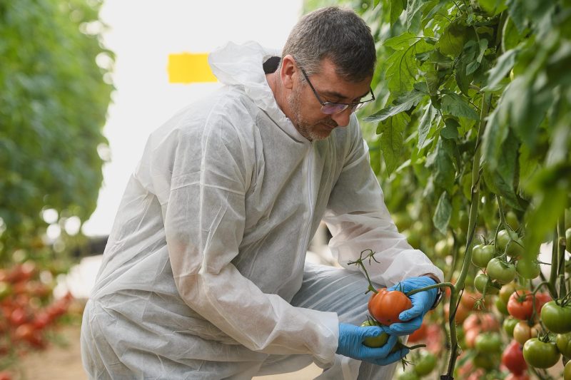 Carlos Herrerias, Product Manager Tomate WEU de Enza Zaden