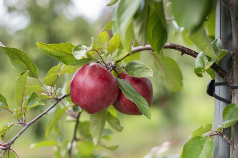 Kissabel-apple-3