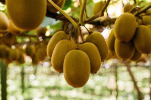 ORCHARD_PONGAKAWA_FRUITS_VINE