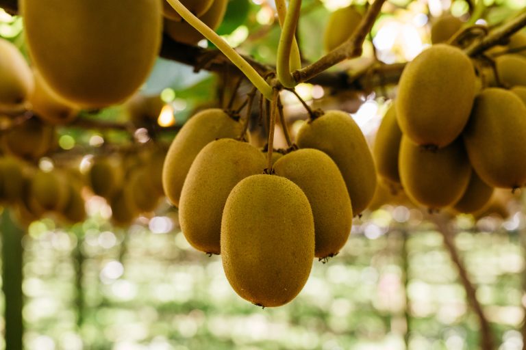 ORCHARD_PONGAKAWA_FRUITS_VINE