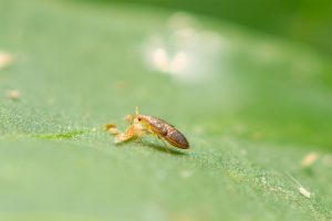 agrobio