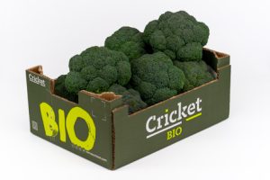 Productos cricket 16
