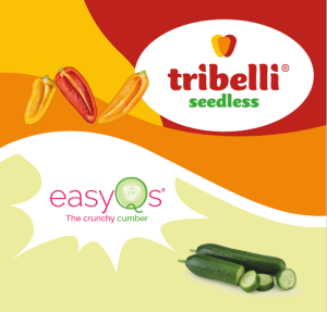Tribelli Seedless easyQs